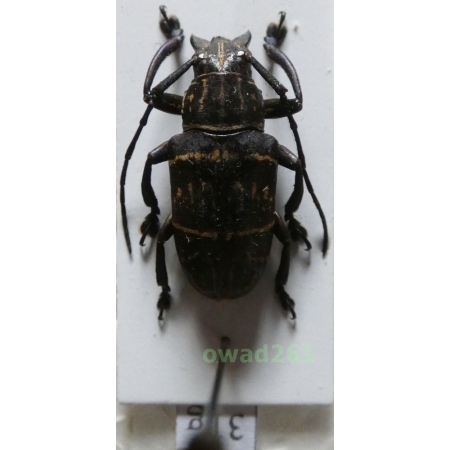 Choeromorpha mystica (Pascoe, 1869) female Philippines31g